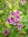 Stephanense Summer Scent