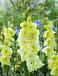 Large flowering Happy Touch