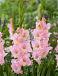 Large flowering Pink Lightning
