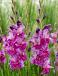 Large flowering Purple Art