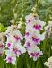 Large flowering Violet Heart