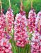 Large flowering Teds Trump