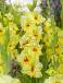Large flowering Maxial
