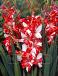Large flowering Zizanie