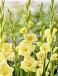 Large flowering Bananarama