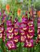 Large flowering Seashore