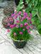 Maritima  Abbey Deep Rose