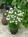 Maritima  Abbey White