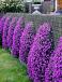 Cascade Purple