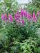 Salicaria  Robert