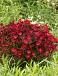 Arendsii Red