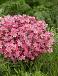 Arendsii Pink