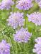 columbaria  Butterfly Blue