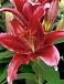 Oriental Red Flash