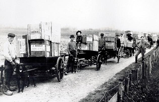 History photo Holland Bulb Market