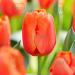 tulipa charade bourbon street 