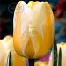 tulipa jaap groot