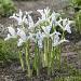 iris reticulata frozen planet visi145955