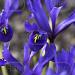 iris reticulata palm springs
