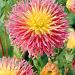 dahlia fringed star