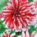 dahlia santa claus