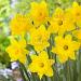 narcissus dutch master groep