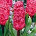 hyacinthus hollyhock
