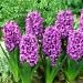 hyacinthus miss saigon