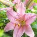 lilium algarve visi40145
