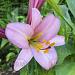 lilium pink planet eigen beeld