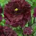 paeonia black beauty 02279