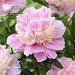 paeonia sorbet visi27651