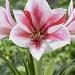 amaryllis gervase visi73975