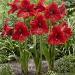 red tiger garden lz v