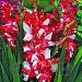 gladiolus helvetia wes 69764