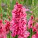 gladiolus kingston ruffle visi217012