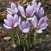 crocus sativus visi94904