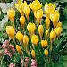 crocus doroty