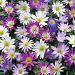 anemone blanda mixed elbo55727