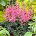 astilbe perkeo visi24378