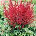 astilbe vesuvius