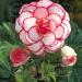 begonia picotee white red elbo42260