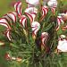 oxalis versicolor