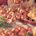 allium ascalonicum red sun elbo44229