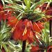 fritillaria rubra maxima elbo55775
