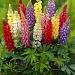 lupinus gallery mixed visi10656