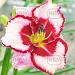 hemerocallis lies and lipstick