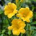 hemerocallis stella d oro visi13987