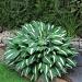 hosta risky business