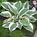 hosta fortunei patriot elbo09708